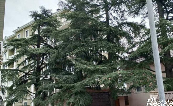 1-комн квартира Виноградная улица, 2/19,  д. 2/19